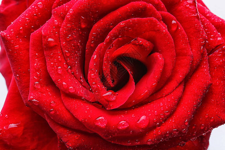 美丽的玫瑰花与水滴特写图片