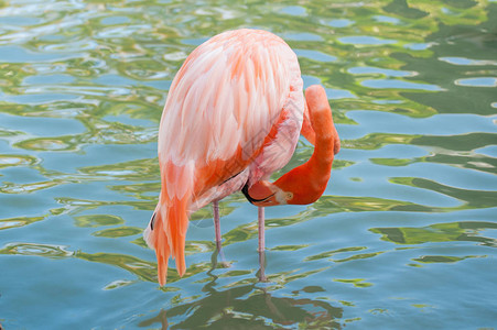 河上的粉红色火烈鸟图片