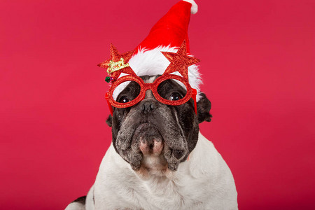 一只穿着有趣的圣诞眼镜的狗肖像戴着红色背景的帽子图片