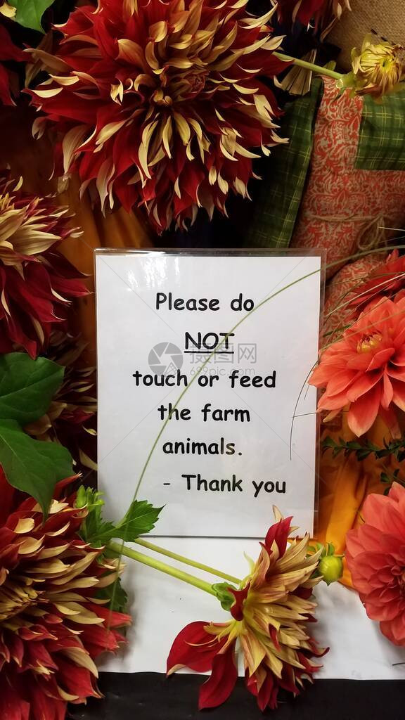 请不要触摸或喂养农畜用红色大丽图片