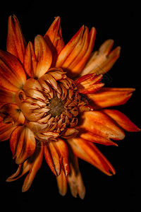 美术静物艺术花卉宏观彩色花卉肖像图片