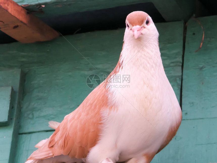 一只母鸡鸟家禽红原鸡家族在印度农村发现的一种常见家畜低角图片