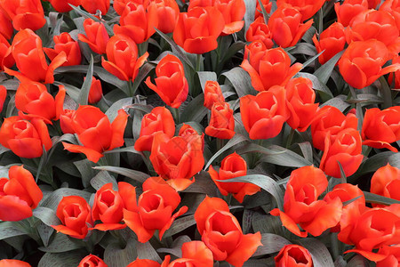 猩红色的郁金香郁金香开花的地毯背景花鲜艳的春天红色花朵荷兰图片
