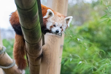 红熊猫阿鲁斯花生可图片