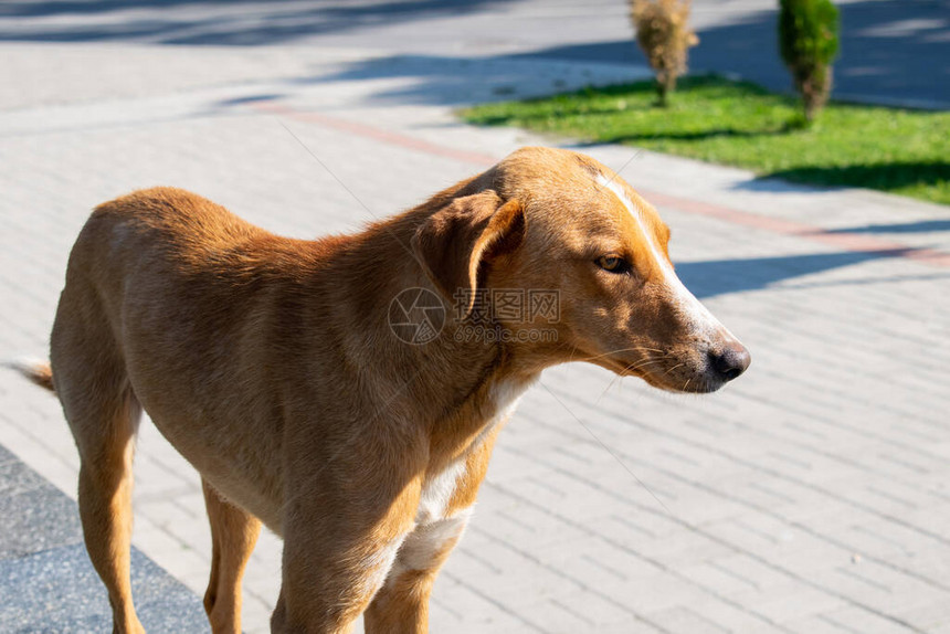 城市街道上的红狗图片