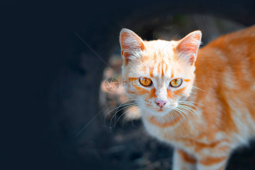 毛茸的姜成年猫在街上看着相机图片
