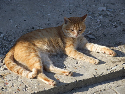 夏天休息的红色流浪猫图片