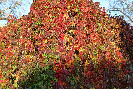 野生葡萄枝上鲜红的秋叶图片