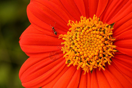 红花上蚂蚁的微距拍摄图片