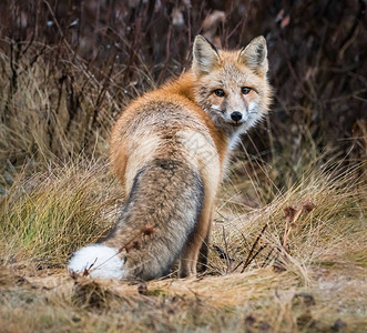 野生红狐动物图片