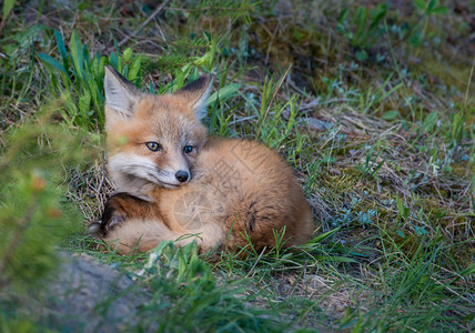 红狐狸动物图片