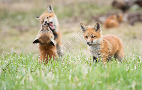 狐狸套件动物自然动物群图片