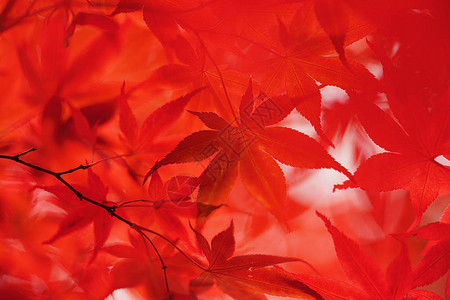 秋叶在札幌图片