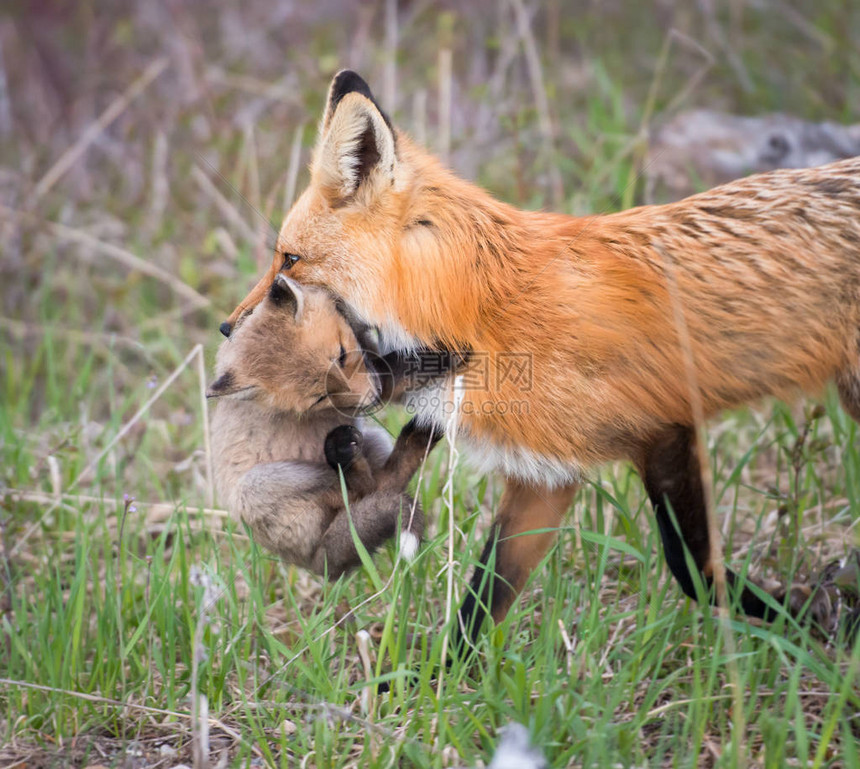 红狐狸动物自然图片