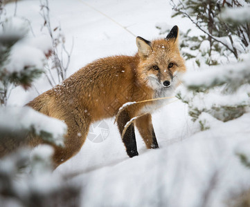 冬季野生红狐狸图片