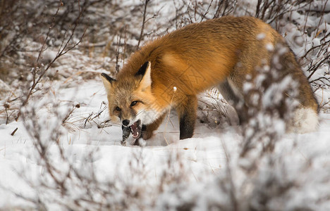 野生红狐狸自然动物群图片