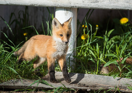野生动物中的红狐动物图片