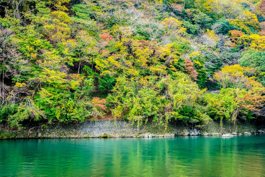 美丽的阿拉希山河在日本京都秋季湖周围有图片