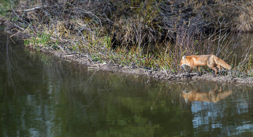 红狐狸动物图片