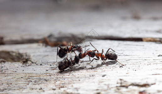 自然栖息地的蚂蚁图片