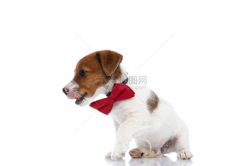 一只漂亮的杰克罗素梗犬的侧视图图片
