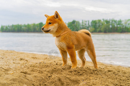 Shibainu小狗在河边的沙滩上玩耍图片