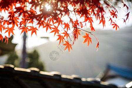 日本太阳光线的红枫叶背景图片
