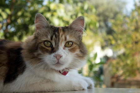 一个漂亮的卡利科猫图片