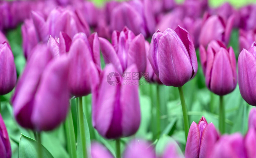 荷兰花园的郁金香和其他图片