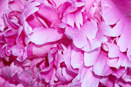 大型粉红菊花瓣有选择图片