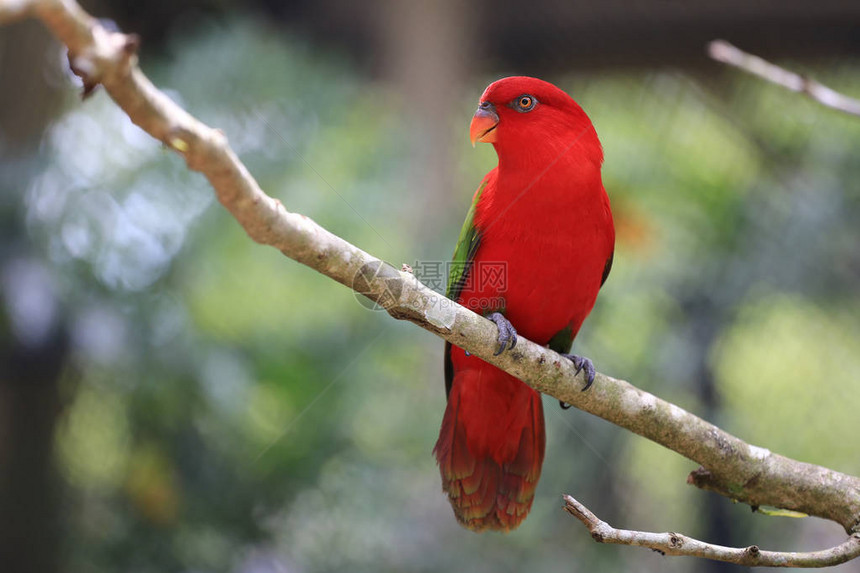 丛林热带树枝上的红麦子鸟野生物稀图片