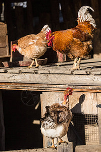 户外农场的鸡和公鸡图片