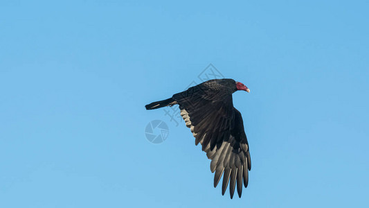 土耳其秃鹫飞行规划阿根图片