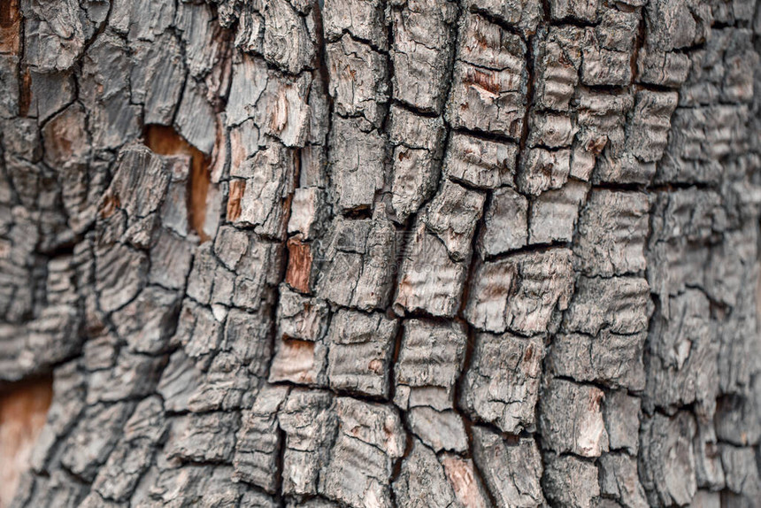 天然木质纹理背景老树皮特写镜头宏指令抽象橡树自然背景或壁纸不寻常的图案表面有裂缝孔洞弯图片