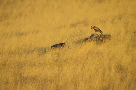 黄色自然背景鸟长腿巴沙布图片