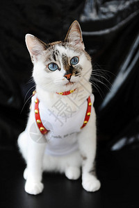 穿着T恤衫和红皮带的白色蓝眼睛可爱小白猫图片