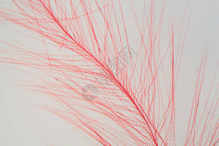 显微镜下红色鸟羽的细节背景图片