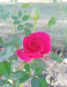 美丽的红玫瑰和花蕾图片