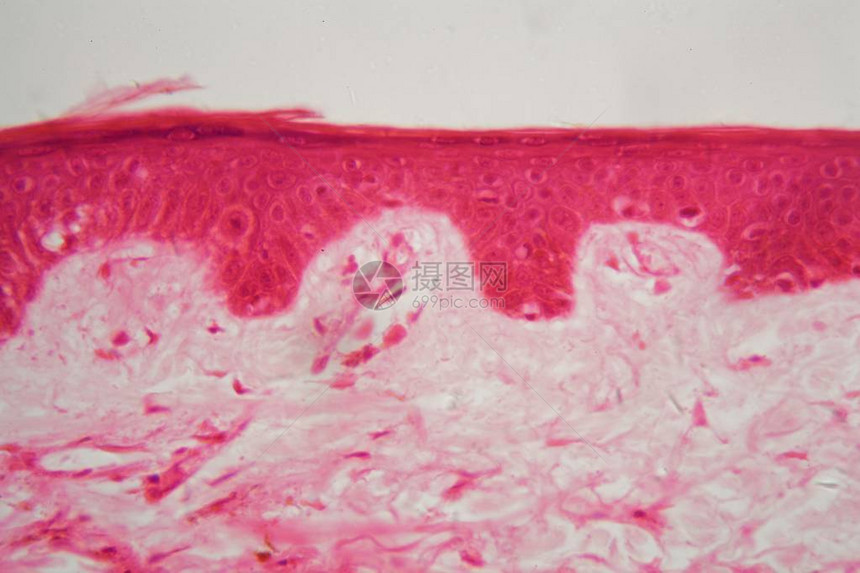 显微镜下的皮肤细节图片