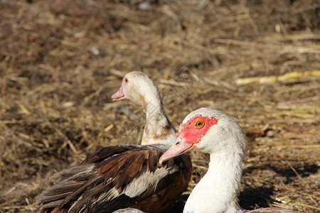 鸭鹅和番鸭在家禽中吃南瓜家禽在院子里喂食家禽吃图片