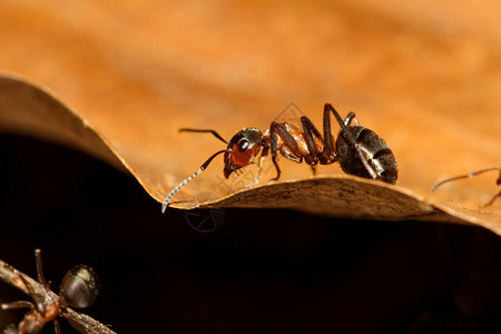 红木蚂蚁的特写镜头红木蚁图片