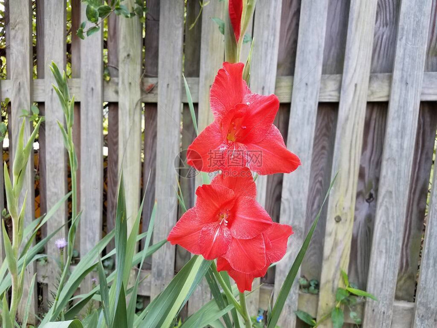 在林围栏附近的花园里开花种植着红图片