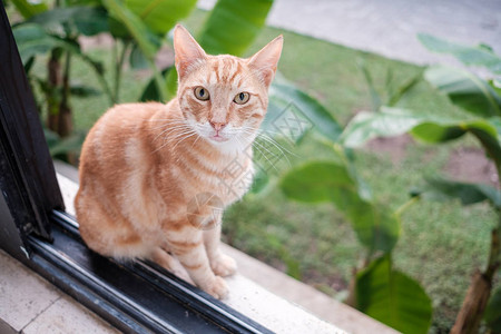 红猫坐在窗边要求用眼睛吃食物一头流浪图片