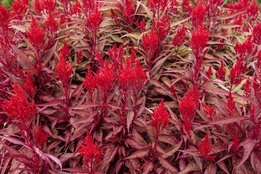 龙之春的鲜红色花朵背景与火焰般的图片