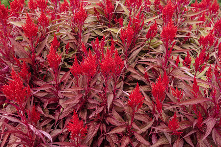 龙之春的鲜红色花朵背景与火焰般的图片