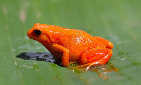 马达加斯的番茄蛙番茄蛙是马达加图片