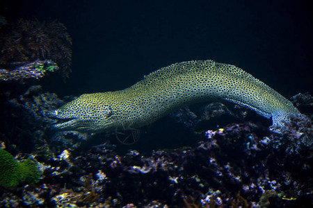 花边海鳗豹海鳗镶嵌海鳗蜂窝海鳗图片