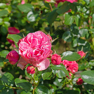 在花园里放红玫瑰背景图片