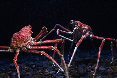 日本蜘蛛蟹Macrocheirakaempferi背景图片