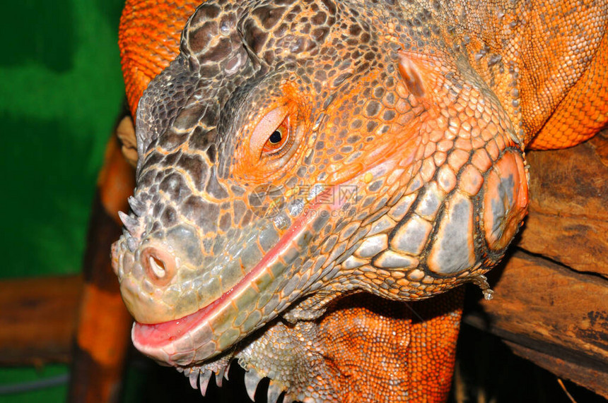 红鬣蜥变形绿鬣蜥拉丁语鬣蜥iguana是鬣蜥家族的一种图片